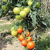 Die Floradade ist eine robuste Freilandtomate und kommt auch mit höheren Temperaturen zurecht. Sie wurde an der University of Florida gezüchtet und 1976 veröffentlicht.