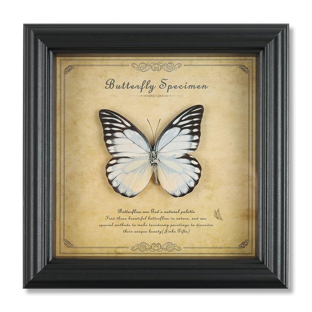 Taxidermy Butterfly Framed, Real Butterfly Specimen in Frame Shadow Box Insect Collection, Perfect for Science Study and Home Office Desktop Decor Craft Gift (Spotted Sawtooth Butterfly)