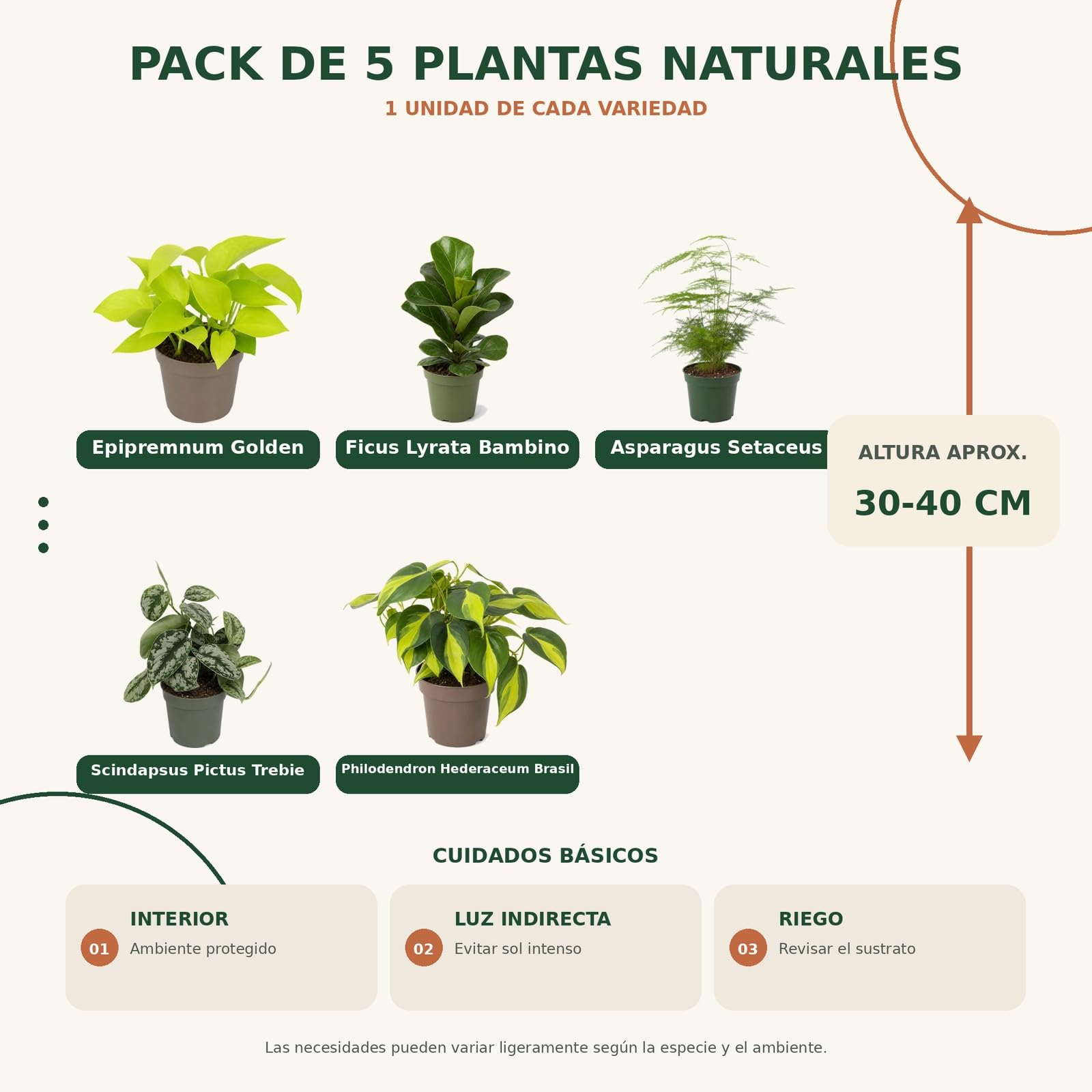 DECOALIVE Pack 5 Plantas de Interior: Amantes con Experiencia