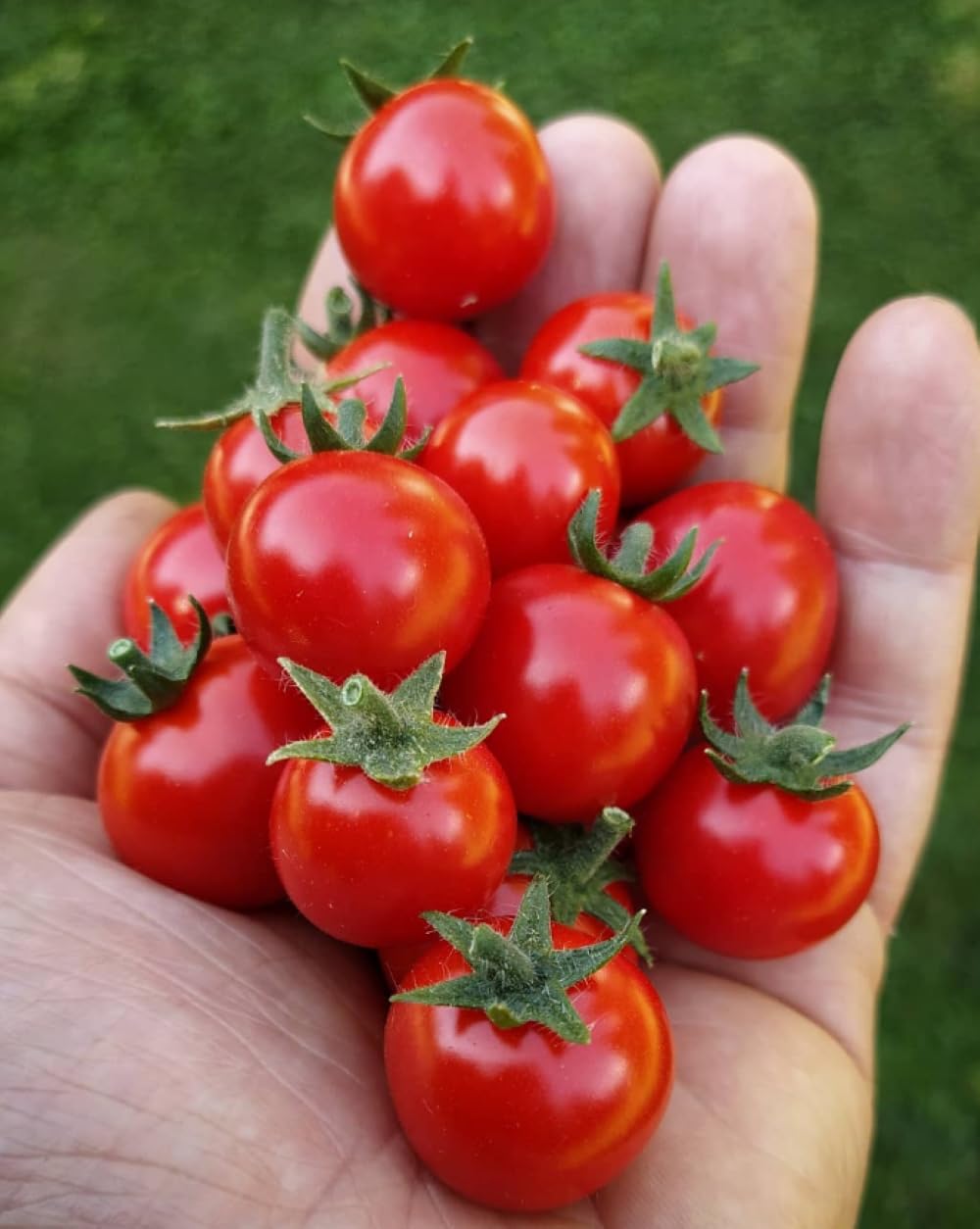 VINCA ART Hybrid Italian Cherry Tomato Hybrid Seeds - Vegetable Seeds for Home Kitchen Gardening and Terrace Gardening Farming-50 Seeds (B0BXNTPN5N) Amazon Price History, Amazon Price Tracker