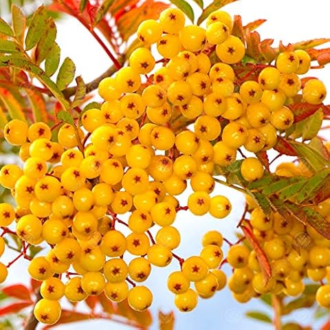 Sorbus 'Joseph Rock' Yellow-Berried Mountain Tree Cover