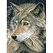 Royal Brush CPBNK 18 Color Pencil by Number Kit, 8.75 by 11.75-Inch, Curious Eyes