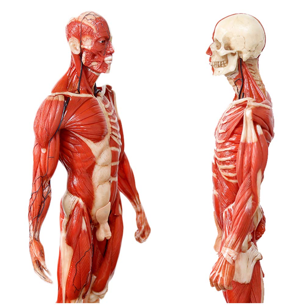 YNIYUJKL Human Anatomy Figure Model - 60Cm/23.6Inch Human Anatomy Figure Mannequin Drawing Figures For Teaching Art Sculpture Teaching Reference Tool Muscle Bone,A