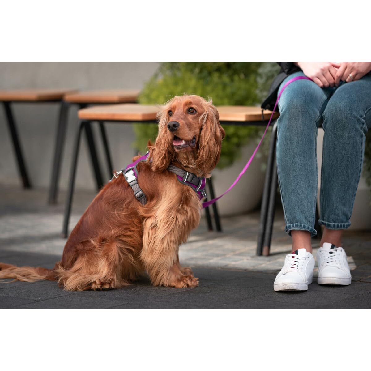 Red Dingo Arnés para Perro Dingo 38-58 cm 46-63 cm Morado M