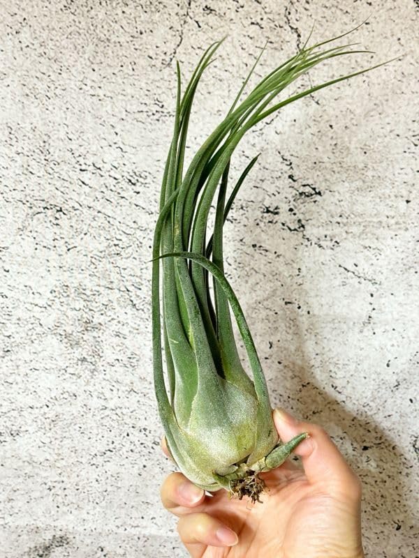 Tillandsia Seleriana Green Giant 速達発送 Tillandsia Seleriana Green Giant 速達発送