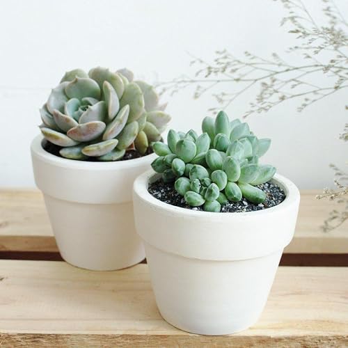 Succulent Subscription Boxes - 2 Succulents/Month
