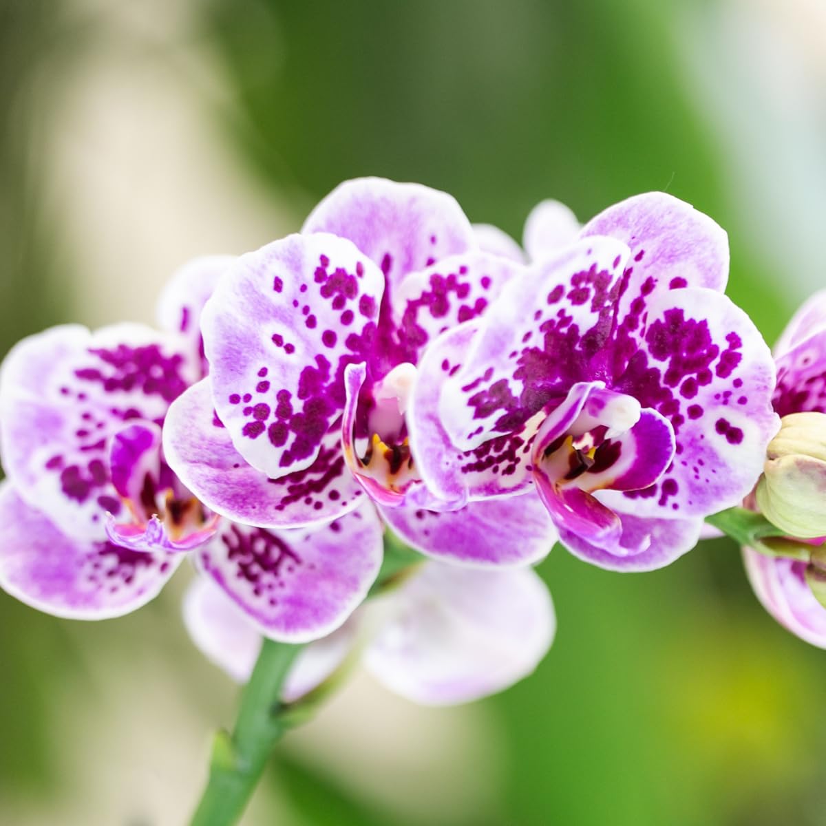 KOLIBRI Orchids | Rosa lila Phalaenopsis Orchidee - El Salvador Topfgröße Ø9cm blühende Zimmerpflanze frisch vom Züchter, 9.0