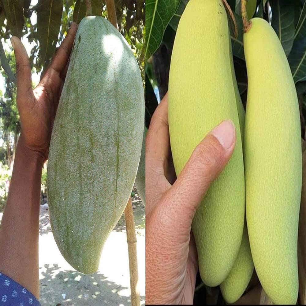 See full amazon price history chart for IXORA Combo Mango Brunei King & Thai Banana Variety Grafted Aam Fruit Live Plants & Tree(1.5-3 Feet Size) (Pack of 2) IXORA Combo Mango Brunei King & Thai Banana Variety Grafted Aam Fruit Live Plants & Tree(1.5-3 Feet Size) (Pack of 2) (B0BLYKZNKZ) Amazon Price History, Amazon Price Tracker