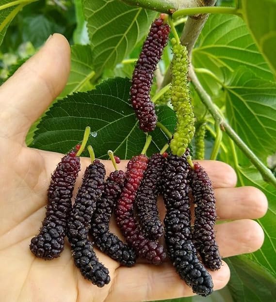 Sweet And Healthy All Time Long Finger Taiwan Mulberry/Shahtoot Fruit (Cutting/Grafted) Live Plant,''Fruit After 4 to 6 Month'',CF_T80