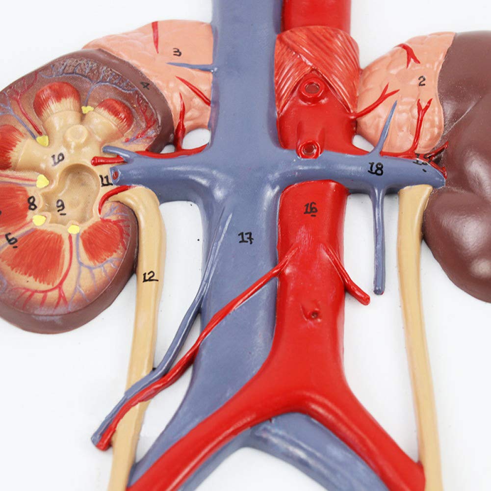 Model dydaktyczny, model układu moczowego, medyczny anatomiczny model układu moczowego człowieka, materiał PVC Model anatomiczny narządów ludzkich do wyświetlania w badaniach Model medyczny