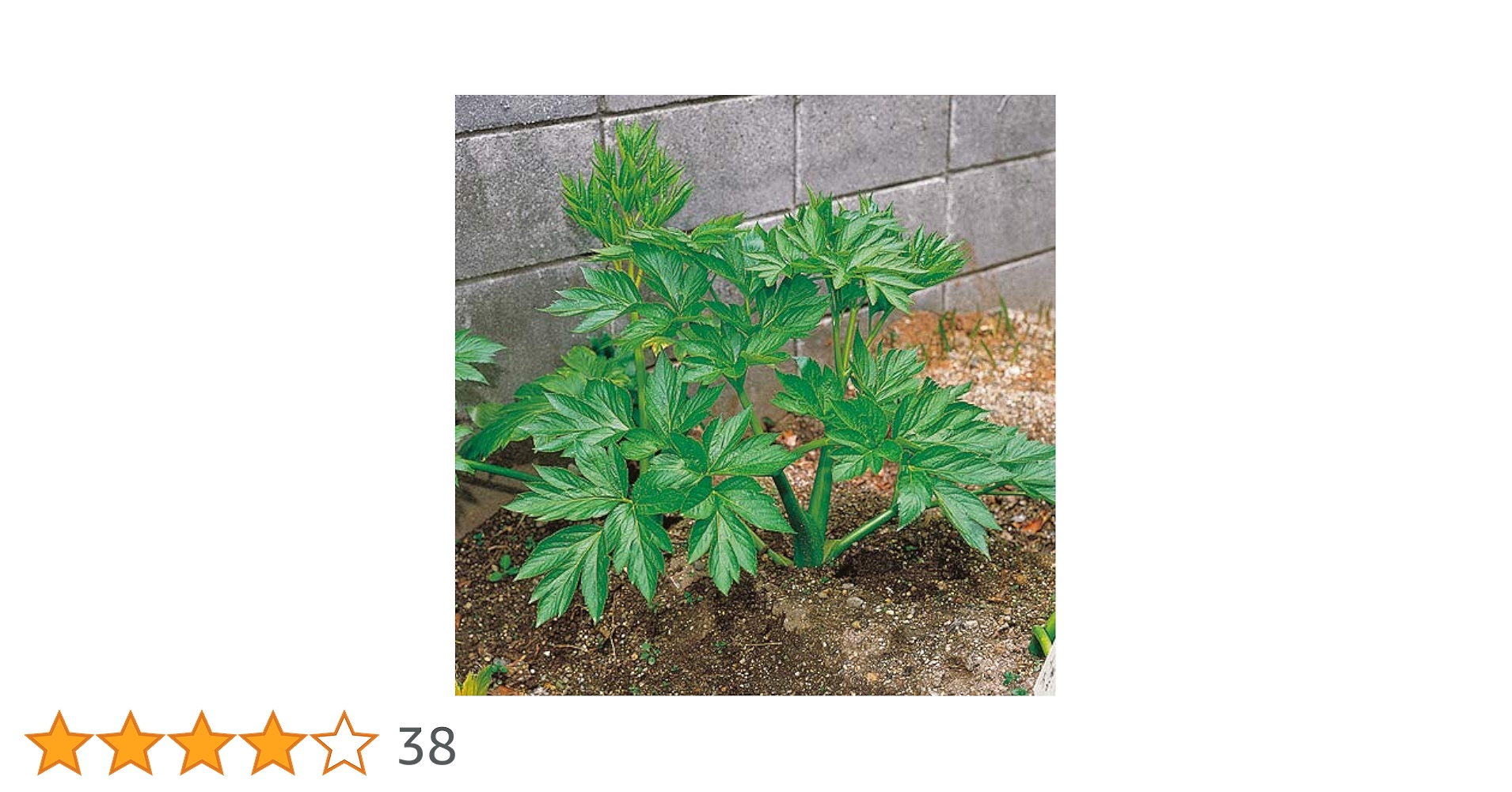 明日葉抜き苗【B】 アシタバ（明日葉）3号ポット2株セット の通販 | 園芸ネット