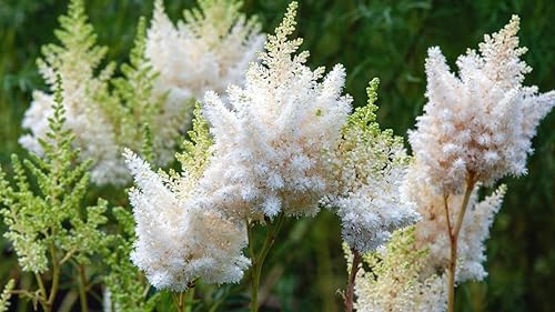 Miniatura 2 de Astilbe Plant Live White Blooms Shade Planta viva perenne Maceta de un galón