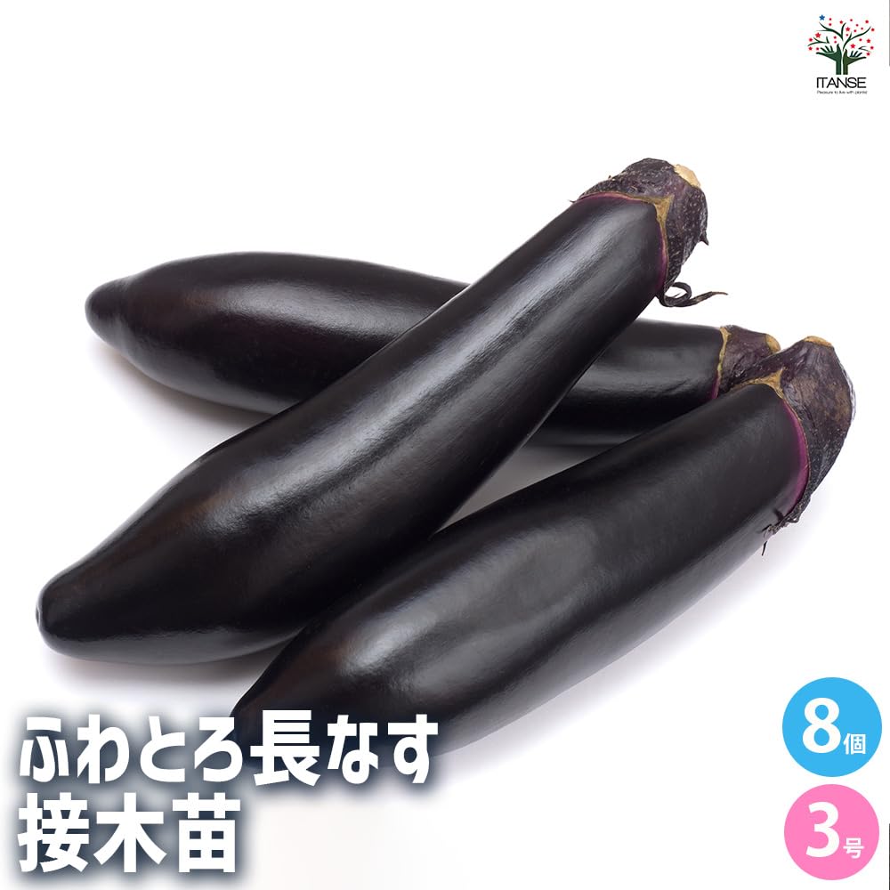 なす Amazon.co.jp: ITANSE ナスの苗 ふわとろ長なす 接木苗 3号 8個