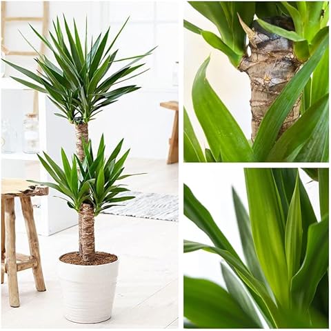 Palmera Interior YUCCA Yuca 2 Troncos 80CM Altura Cover