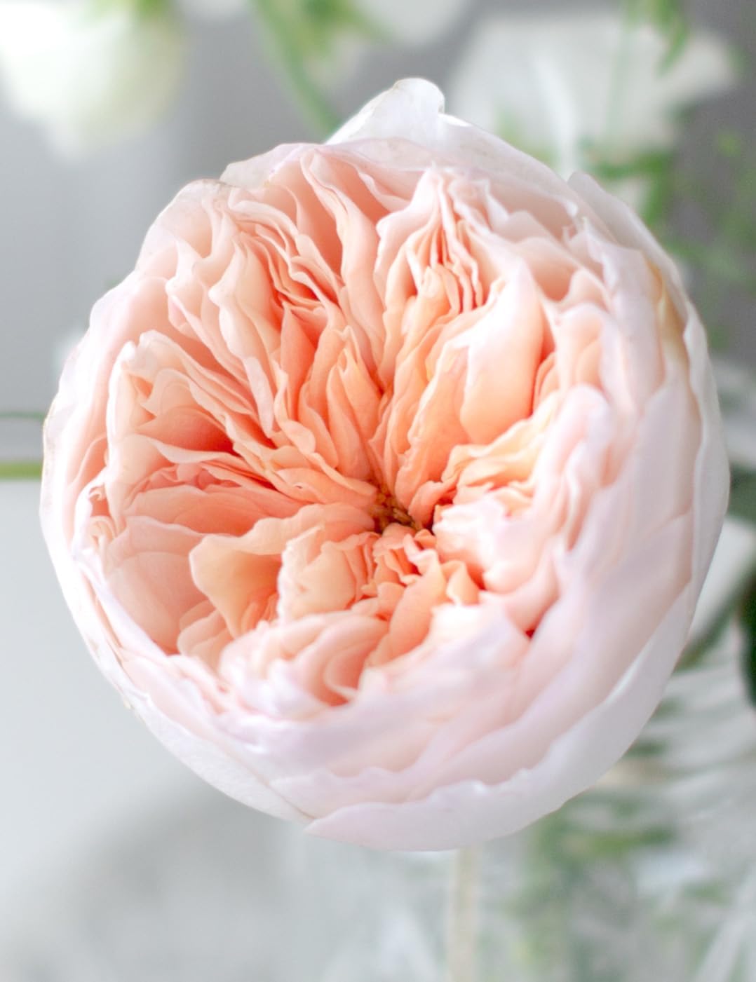 DIOART-PUSA®Very Rare Juliet Rose Flower Imported Seeds-20 SEEDS-RS-115 (B0CR9ZD4FM) Amazon Price History, Amazon Price Tracker