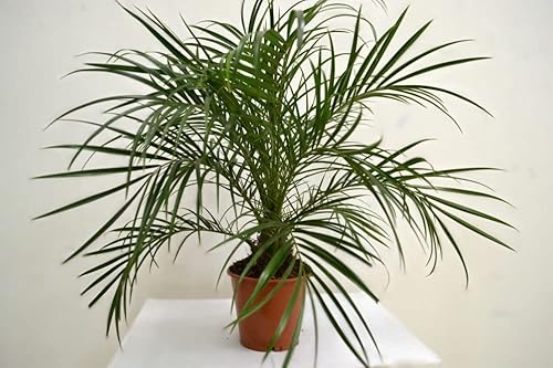 Cemeha Seeds - Date Palm Tree Indoor Phoenix Perennial Flowers For Planting #TOP7