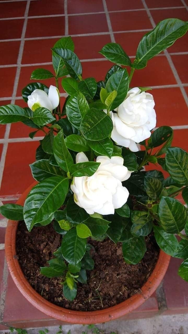 Gardenia Fragrant Live Flower Plant for Outdoor Decorative Gardens | Gandharaj Evergreen Ornamental Plant with Highly Fragrant White Blooms-image-38