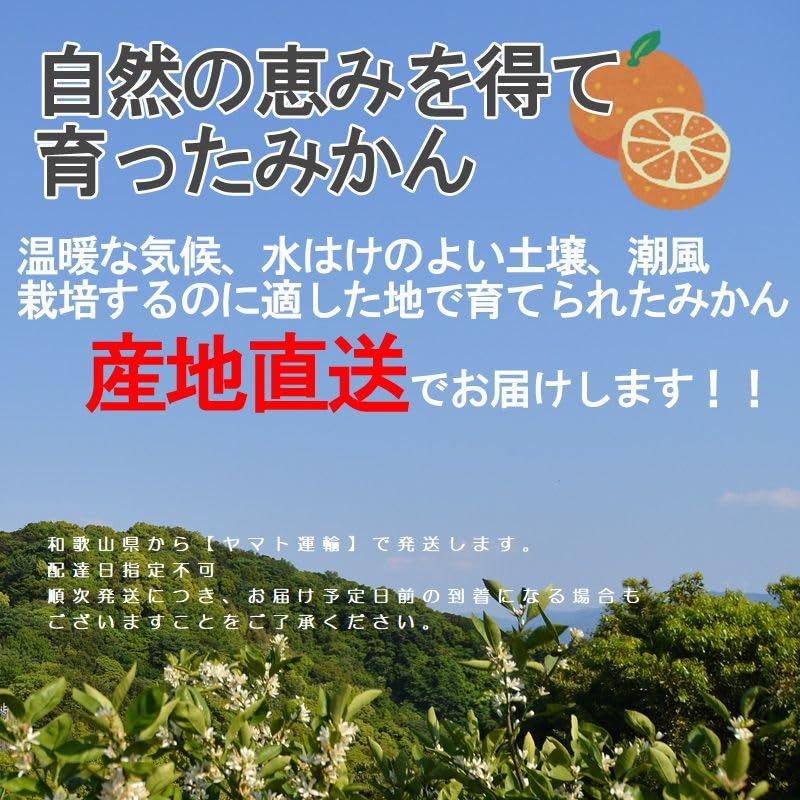 Amazon.co.jp: 訳あり みかん 10kg（箱込約10kg）和歌山県産 ご家庭用