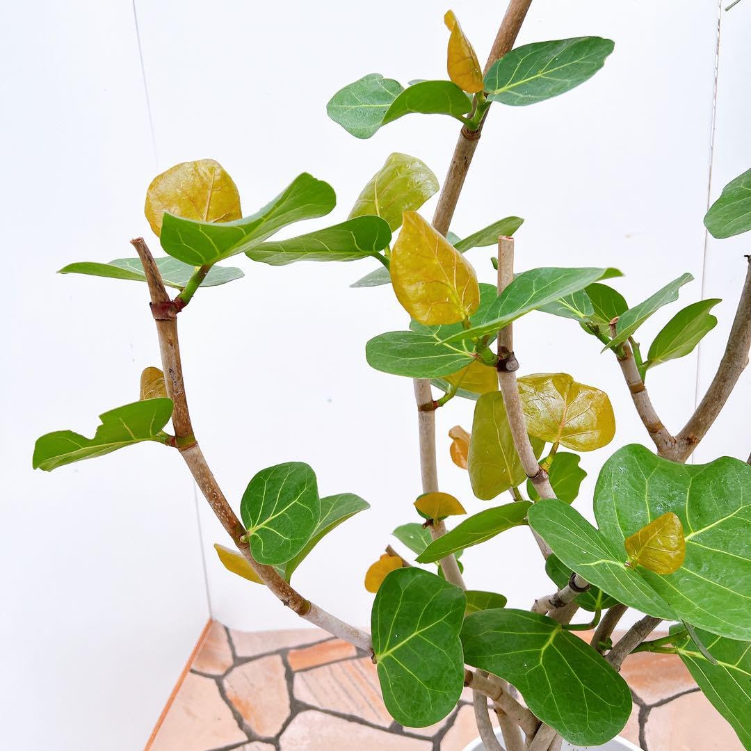 Amazon｜海葡萄 シーグレープ 曲がり 特大 13番 観葉植物 インテリア