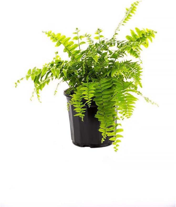 American Plant Exchange Macho Giant Sword Fern Plant – 6-Inch Pot – Live Hardy Air Purifying Fern, Medium Size Indoor/Outdoor Greenery for Home, Patio, or Garden Decor