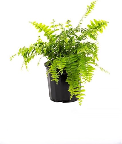 Vista 34 de American Plant Exchange Planta de helecho cola de zorro viva, maceta para decoración del hogar y jardín, maceta de 10 pulgadas