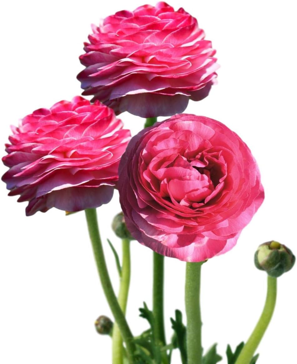 Easy to Grow Ranunculus Tecolote Pink 10 Flower Bulbs - Spring Pink Blooms in Sun, Carlsbad Flower Fields, Great for Cutting