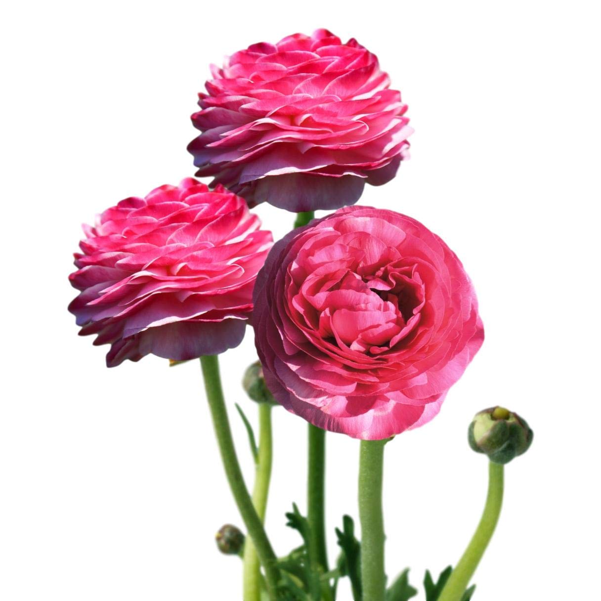 Easy to Grow Tecolote Pink