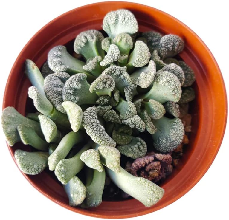 Miniatura 3 de Titanopsis Calcarea - Hoja de hormigón de 4 pulgadas, suculenta saludable, rara e inusual, viva de fácil cuidado, planta interior de casa,