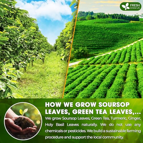Image of FreshDrinkUS, Premium 40 Tea Bags Soursop Green Tea, 100% Natural & Proprietary Blend from Soursop Leaves and Green Tea. Smooth Flavor. Made with Eco-Conscious Tea Bags. No Additives No Sugar, Vegan.