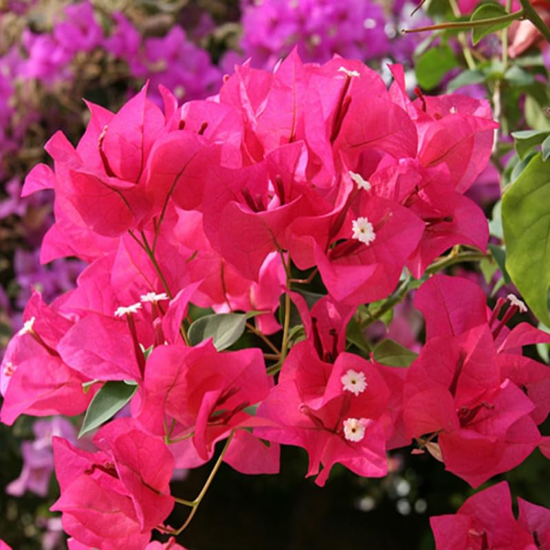 3 Bougainvillea Vine Plants Bare Root
