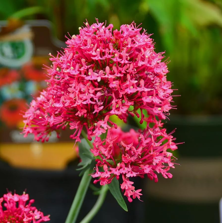 1 Pack of 100 SEEEDS Centranthus Ruber coccinea Red Valerian