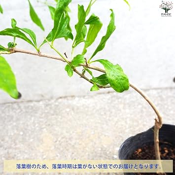 Pomegranate Seedlings Variety: Crystal, 4.7 inches 12 cm Pot Large Fruit Pomegranate; Sold as 1 Piece Scientific Name: Punica granatum / Pomegranate family Pomegranate Hardy Deciduous Medium