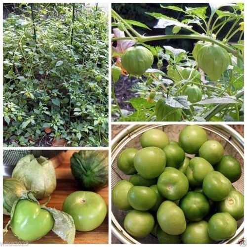 ≫ Tomatillo Verde Mercadona Opiniones y Precio en 2022