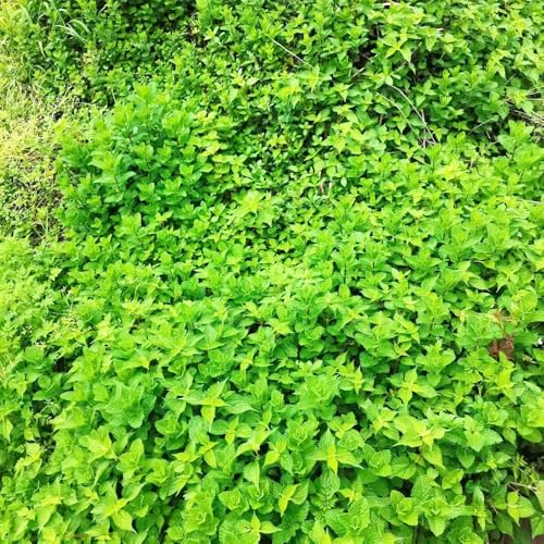 semillas de menta organicas - semillas de hierbas semillas de menta Plantas resistentes para el jardín semillas de plantas de interior plantas verdes semillas de hierbas semillas de 100pcs