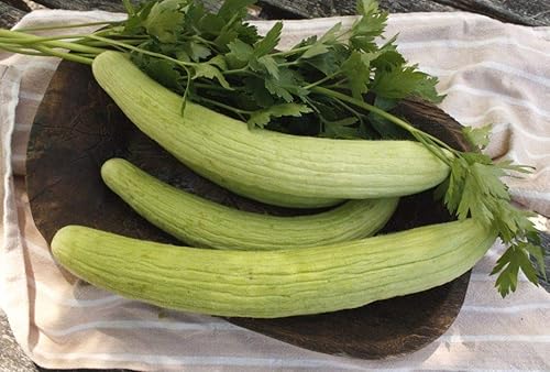 Miniatura 3 de Semillas Vegetal Pepino Herencia Armenia para Decapado - 10 Semillas