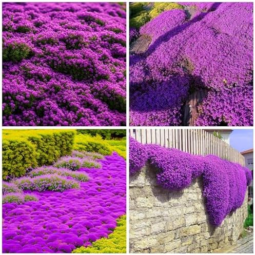 28000+ Creeping Thyme Seeds for Planting Perennial Magic Ground C...