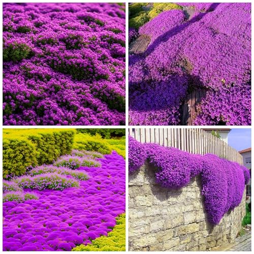28000+ Creeping Thyme Seeds for Planting Perennial Magic Ground Cover Plant Seeds - Non-GMO Heirloom Serpyllum Thyme Seeds for Garden Outdoor Home