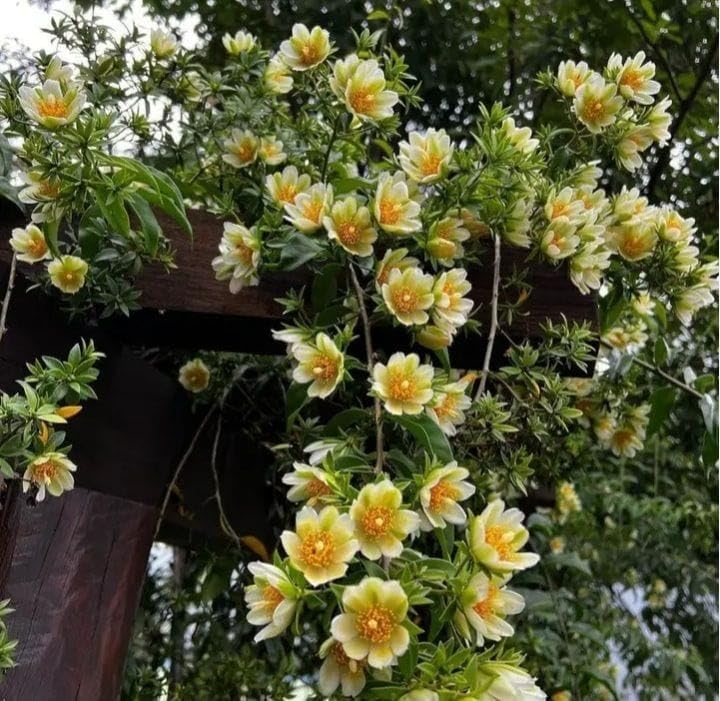 Image of Lemon Vine Live Plant for Home Garden Fragrant White Flowers & Refreshing Citrus Aroma Fast-Growing Climbing Vine Easy Grow Ornamental & Decorative Plant Balcony, Terrace Fence Outdoor Landscaping