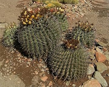 fish hook barrel cactus