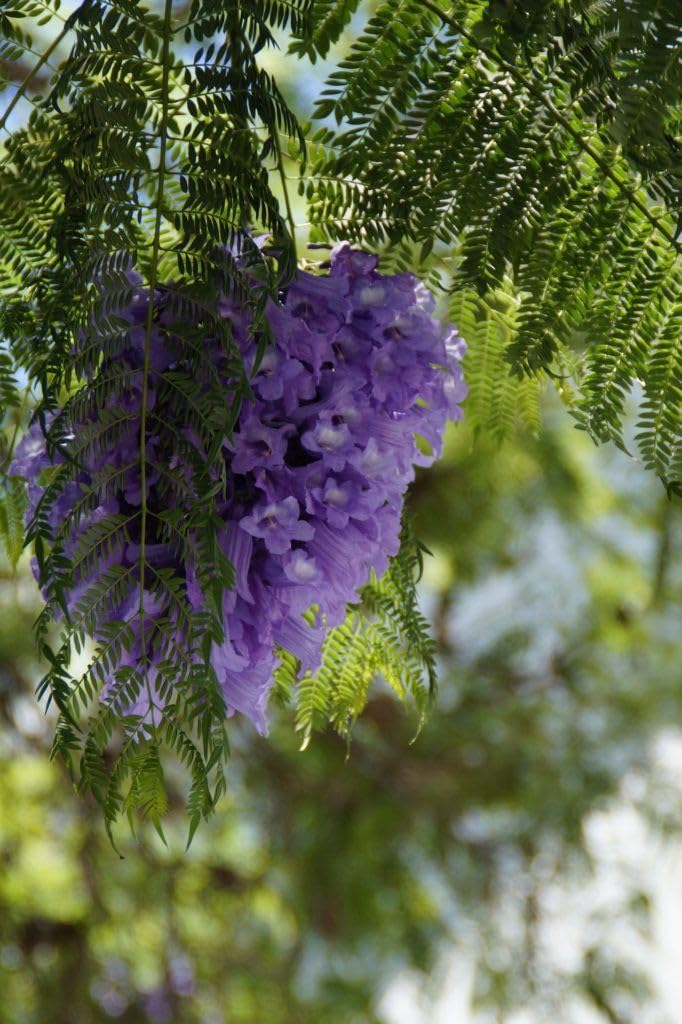 S Sikder Jacaranda Flower Hybrid Plant | Indoor Plants for Living Room | Small Plants for Home Decor | Air purifying Indoor Plant (B0CSGVDBX9) Amazon Price History, Amazon Price Tracker
