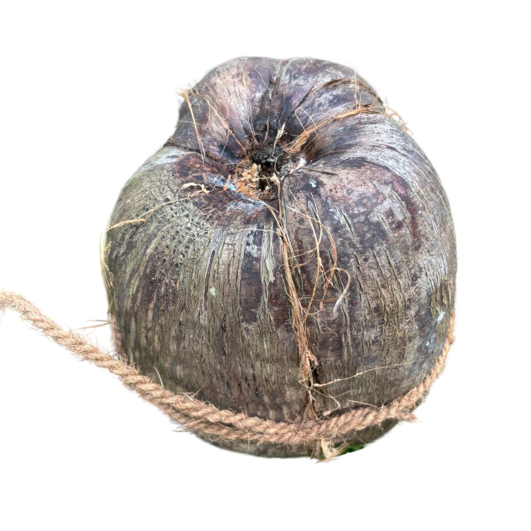 Coconut Husk Shell - 2 whole pieces ideal for Crafts, Gardening