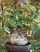 Pseudobombax Ellipticum Bombax Exotic Shaving Brush Tree Bottle Bonsai Plant 6"