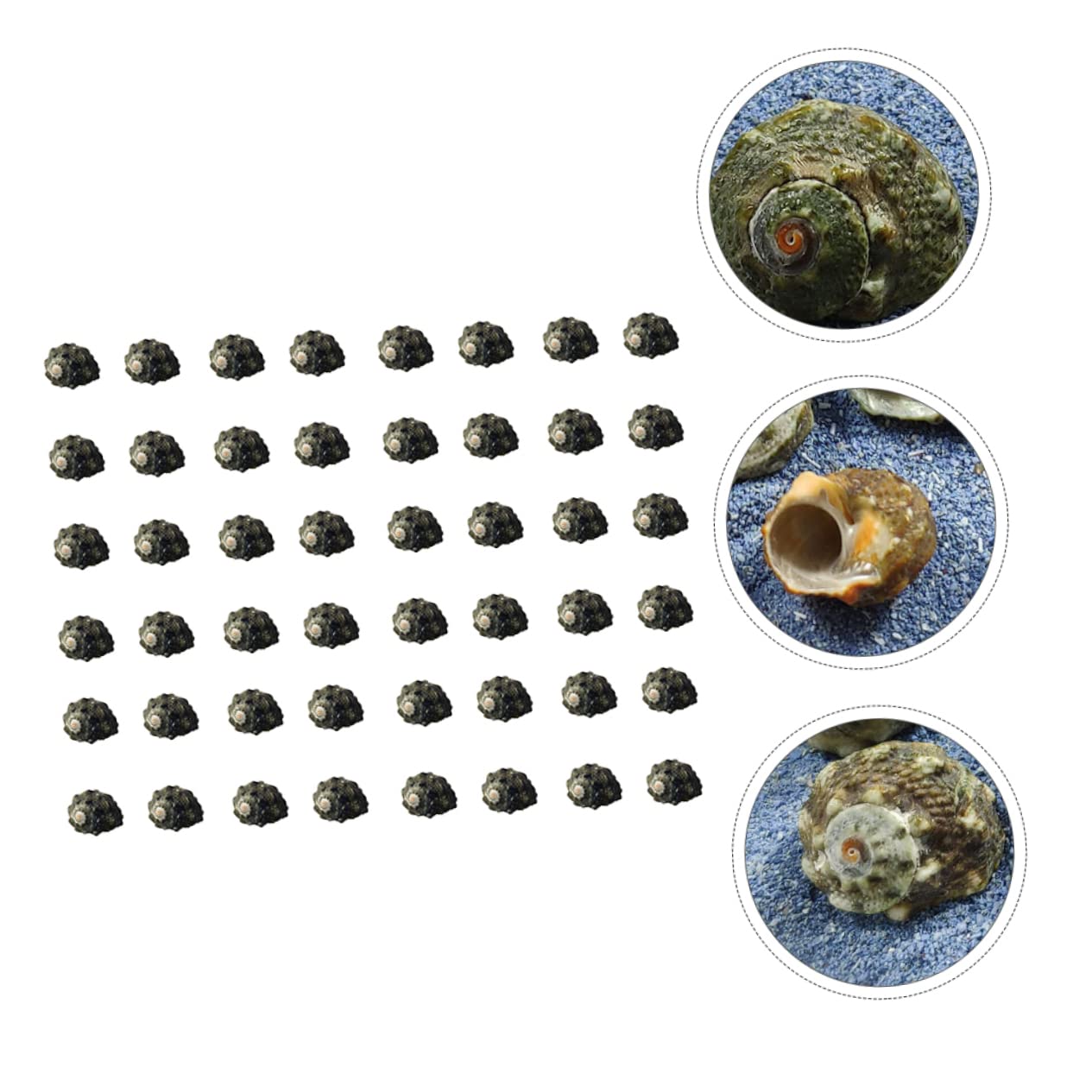 Cabilock 3 Set Tasca Del Pesce Vite Decorative Naturale Perline Di Conchiglie Accessori Ornamenti Oceanici Arredamento Paesaggio Piccolo Di Grandi Dimensioni Conchiglia 100 Pezzi * 3