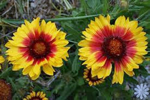 Miniatura 2 de Arizona Sun Gaillardia Seed, 100 Semillas Hermosa Flor Brillante Corte Grande