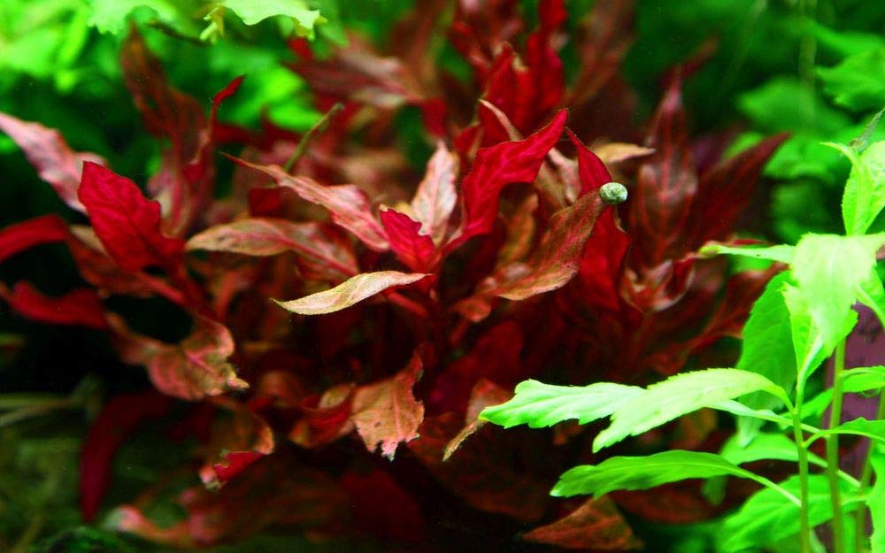 Tropica Pflanzen Set 6 schöne rote Topf Pflanzen Aquariumpflanzenset Nr.10 Wasserpflanzen Aquarium Aquariumpflanzen