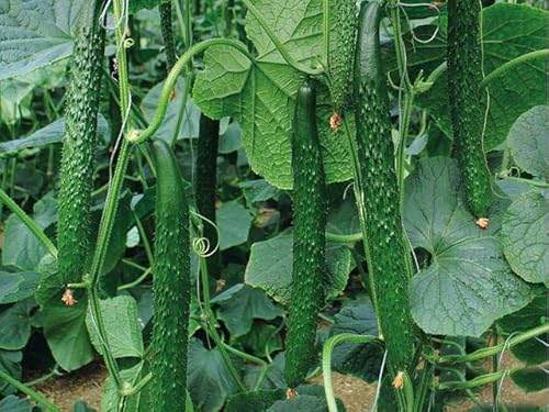 China Long Cucumber Seeds for Planting + 3000ct Chinese Celery Vegetable Seeds for Planting