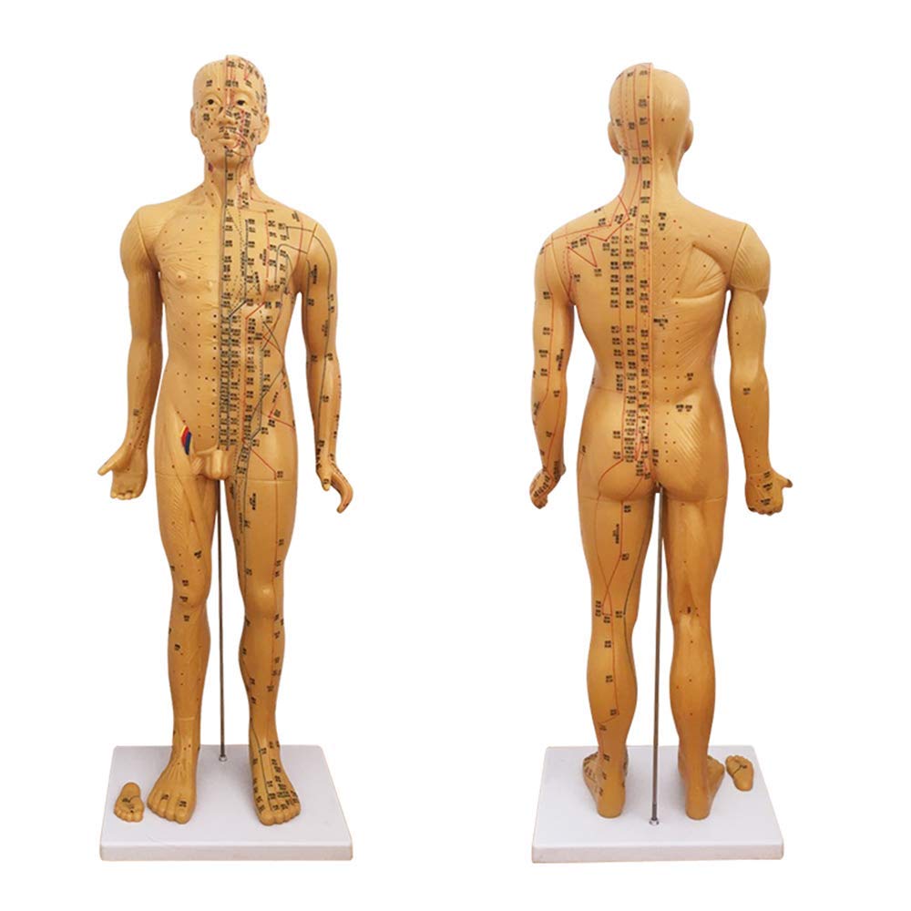 KJZQXYX 85Cm Acupuncture Model,Medicine Acupunctur Model,Human Meridian Points Chinese Medicine Health Massage,for Teaching Display (Brass)
