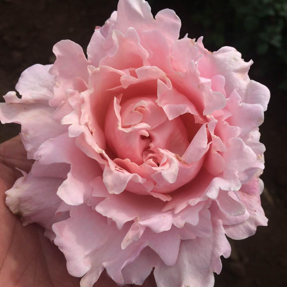 Yougarden Rose 'king Charles Coronation' In 4 Litre PotReady To Plant from B&Q