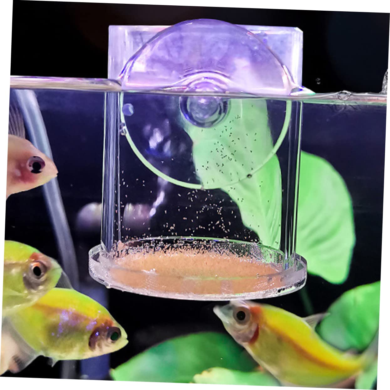 Happyyami 5stücke Fischfutterring Für Aquarien Netzdesign Fördert Gesundes Fressen Und Wachstum Aus Bruchsicherem Acryl Dekorativ Und Funktional Für Zierfische