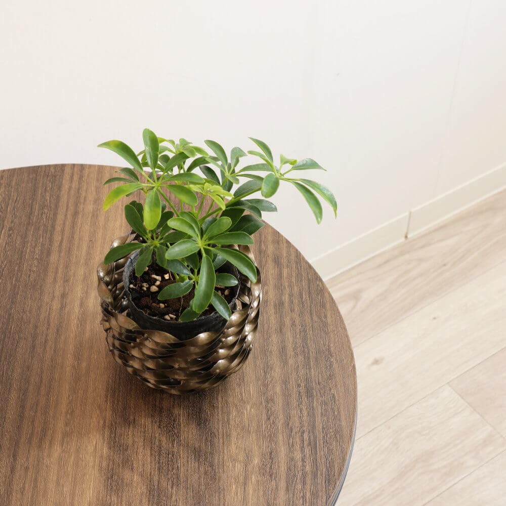 Simple Modern Fashion Iron Planter, Small